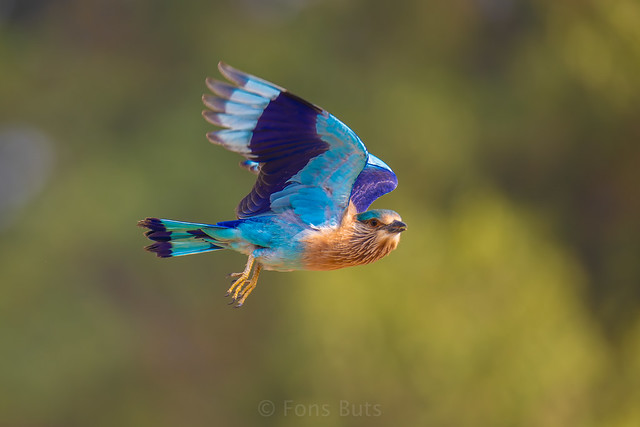 Indian Roller fly by