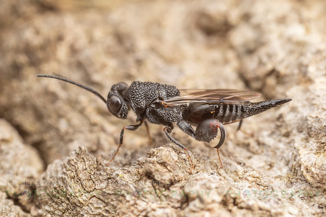 Chalcid Wasp (Phasgonophora sulcata)