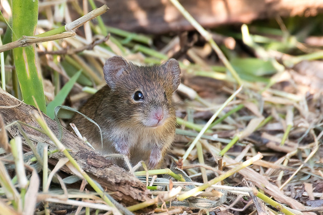 Hairy-tailed Bolo Mouse (Necromys lasiurus)