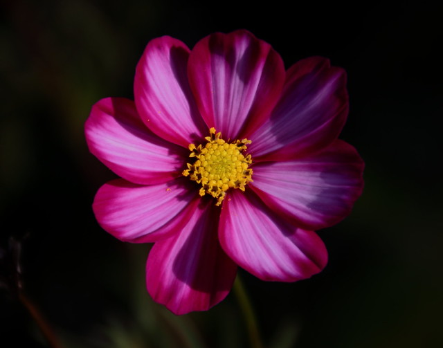 IMG_2254_DPP Crop and Enhance - 14x11 - Color - Cosmos