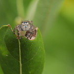 HA 18 October This spider played peek-a-boo with me for quite a while.
Grayish Jumping Spider - Phidippus princeps (female)
References
- BugGuide &lt;a href=&quot;https://bugguide.net/node/view/3380&quot; rel=&quot;noreferrer nofollow&quot;&gt;bugguide.net/node/view/3380&lt;/a&gt;
- Edwards, Revision of the Jumping Spiders of the Genus Phidippus (Araneae: Salticidae); (Florida Department of Agriculture and Consumer Services, 2003), pp. 69-70; figs. C37-38, 221-226
- Rose, Spiders of North America (Princeton Univ. Press, 2022), pp. 546-7

Uploaded at:
&lt;a href=&quot;https://bugguide.net/node/view/2237540&quot; rel=&quot;noreferrer nofollow&quot;&gt;bugguide.net/node/view/2237540&lt;/a&gt;
&lt;a href=&quot;https://www.inaturalist.org/observations/156215103&quot; rel=&quot;noreferrer nofollow&quot;&gt;www.inaturalist.org/observations/156215103&lt;/a&gt;
ID on iNaturalist.
