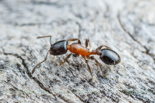 Acorn Ant (Temnothorax emmae)