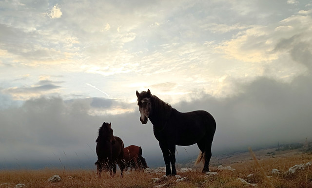 Freedom! Wild horses in the wilderness, Bosnia and Herzegovina.