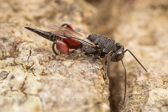 Chalcid Wasp (Phasgonophora sulcata)