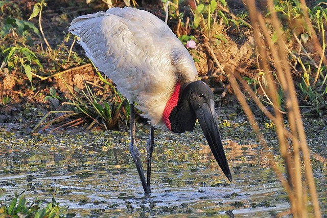 Jabiru Stork Fishing (Jabiru mycteria)