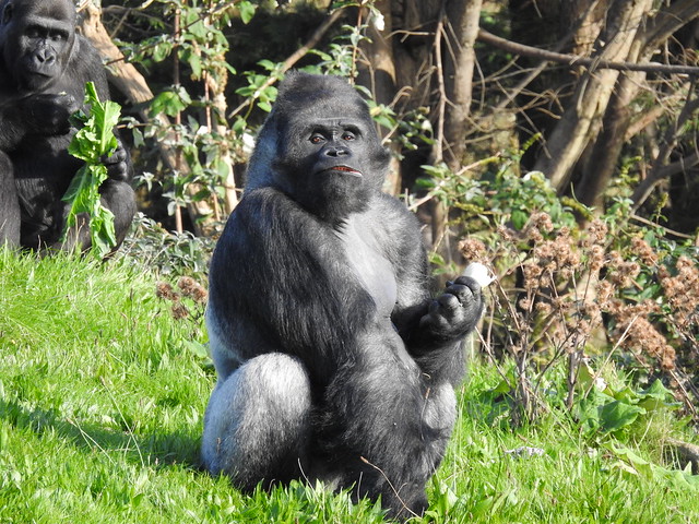 Silverback Gorilla- Blackpool zoo DSCN3633