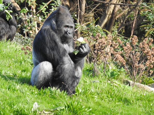 Silverback Gorilla -Blackpool zoo DSCN3626