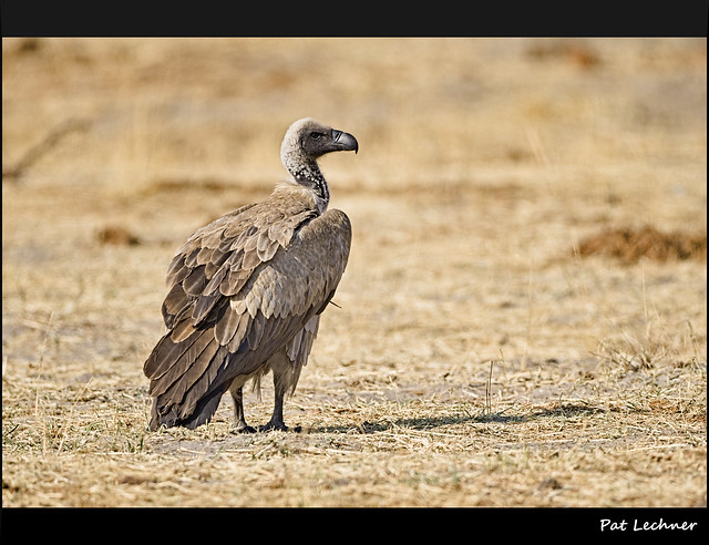 Vautour africain  White-backed Vulture