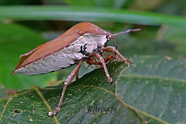 荔蝽, 荔枝椿象, Lychee stink bug, Tessaratoma papillosa,