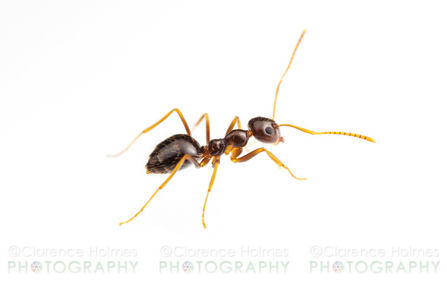 False Honey Ant (Prenolepis imparis)