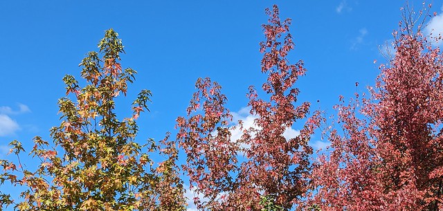 sweet gum trees against blue sky