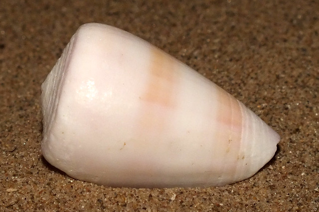 Violet-base cone snail (Tesselliconus suturatus suturatus)