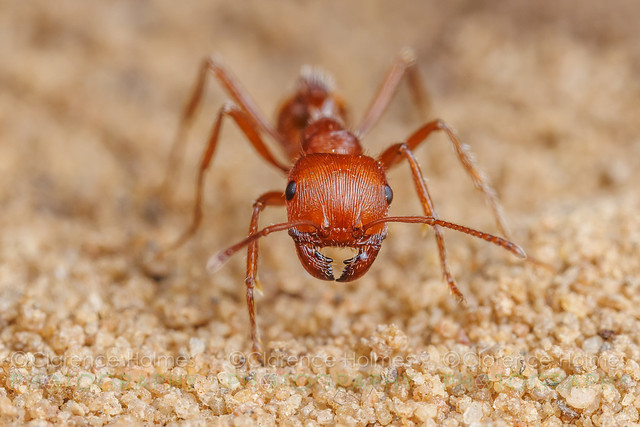 Comanche Harvester Ant(Pogonomyrmex comanche)