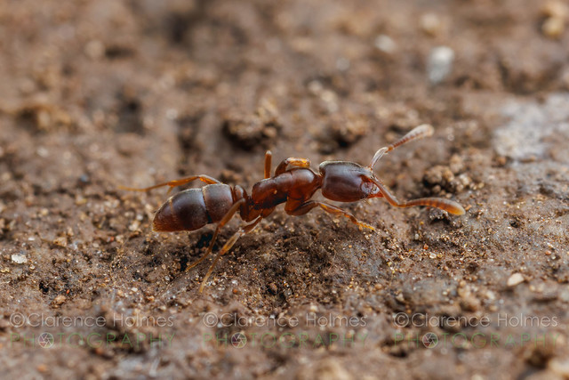 Common Crypt Ant (Hypoponera opacior)