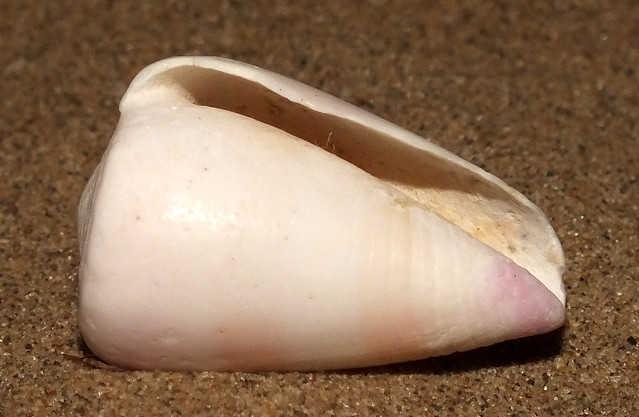 Violet-base cone snail (Tesselliconus suturatus suturatus) under side