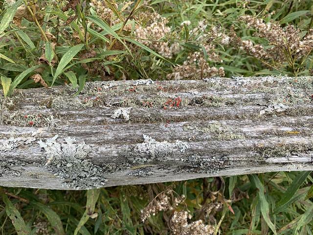 “Rail fence with British soldiers Lichen only found in Canada and USA , you find many nice walking paths , trails & wildlife at Nawautin natural sanctuary , near Lake Ontario , Martins photographs , Grafton , Ontario , Canada , October 19. 2023”