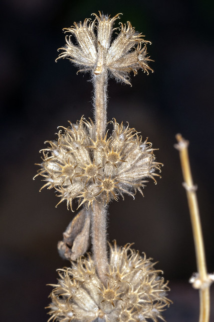 Marrubium vulgare, Santa Fe National Forest, Sandoval County, New Mexico 1