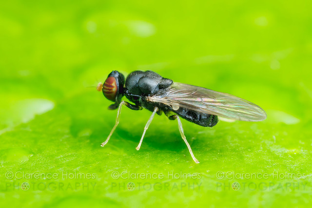Soldier Fly (Pachygaster pulchra) - Female