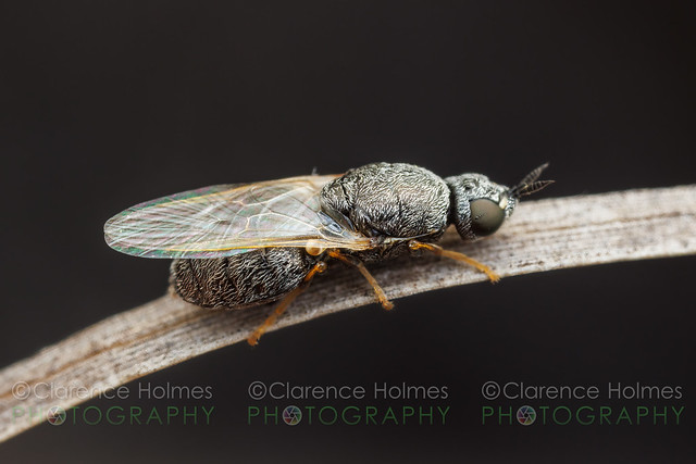 Solider Fly (Nemotelus bruesii) - Female