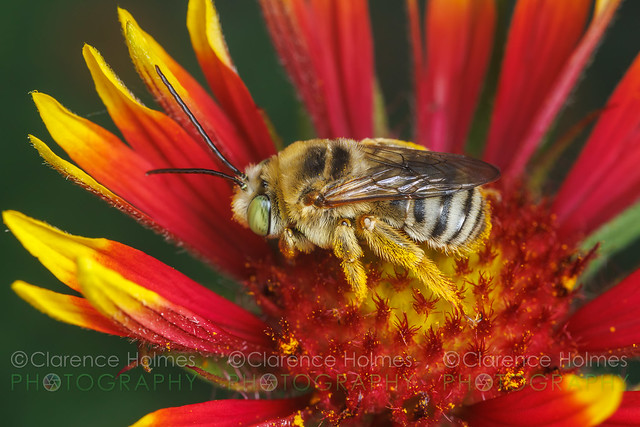 Longhorn Bee (Svastra sp.) - Male