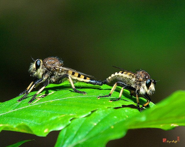 Red-footed Cannibalfly or Bee Panther Robber Flies, Mating Pair (Promachus rufipes) (DIN0055)