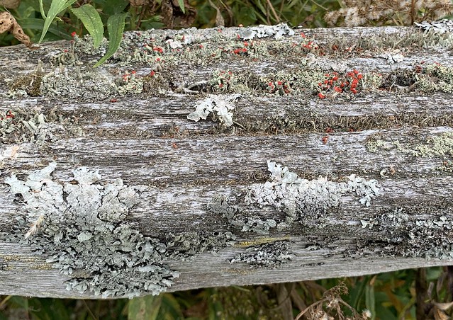 Rail fence with British soldiers Lichen only found in Canada and USA , you find many nice walking paths , trails & wildlife at Nawautin natural sanctuary , near Lake Ontario , Martins photograph , cropped photograph , Grafton , Ontario , October 19. 2023