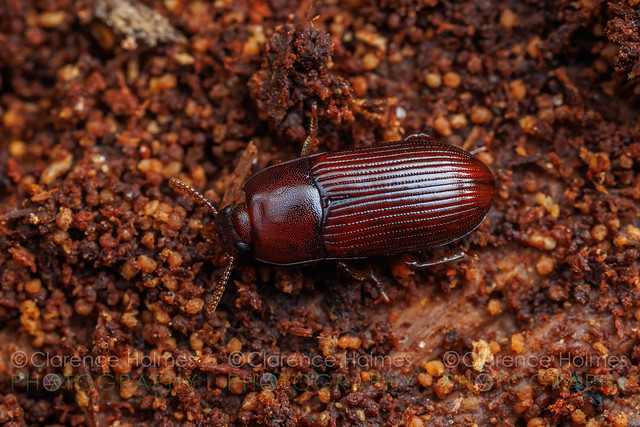 Darklling Beetle (Uloma sp.)