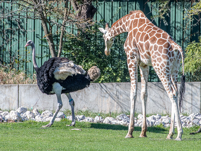 Giraffe Calf Curious About Ostrich