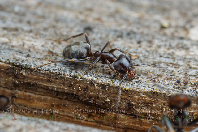 Velvety Tree Ant (Liometopum luctuosum)
