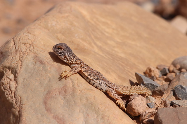 Moroccan Spiny-tailed Lizard