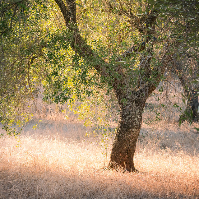 Evening Light on an Olive Tree (explored)