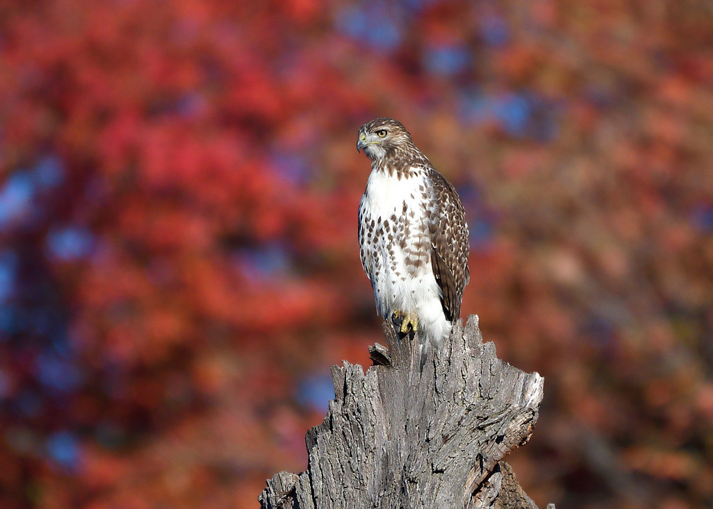 Autumn Raptor | Photos By JM | Flickr