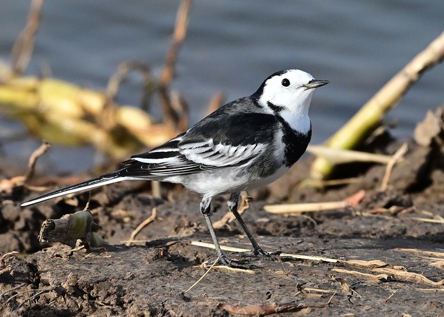 White-faced Pied Wagtail