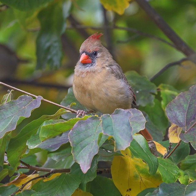 Cardinal - Female Among Leaves