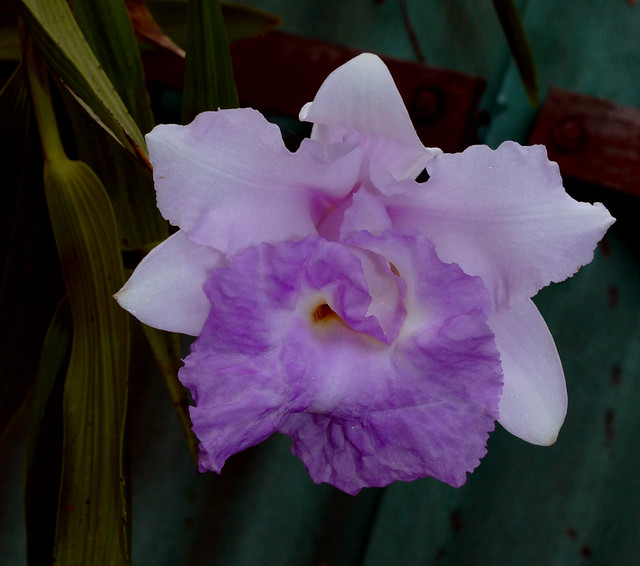 Sobralia Veitchii primary  orchid hybrid