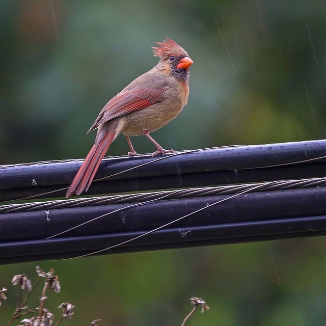 Cardinal - Female Perched on Wire