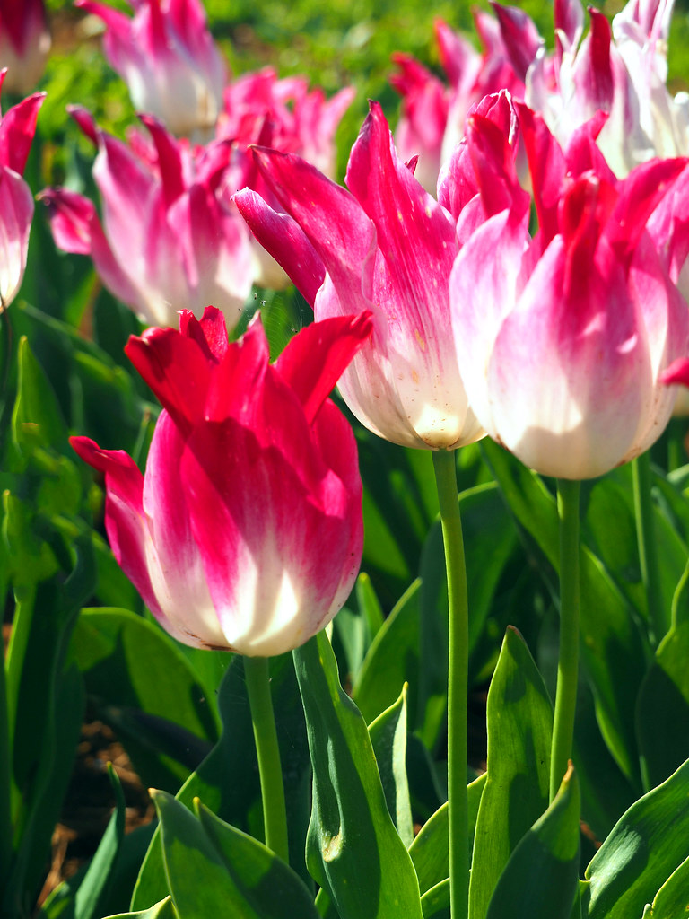 Tulip - pink and white | OLYMPUS DIGITAL CAMERA | Flickr
