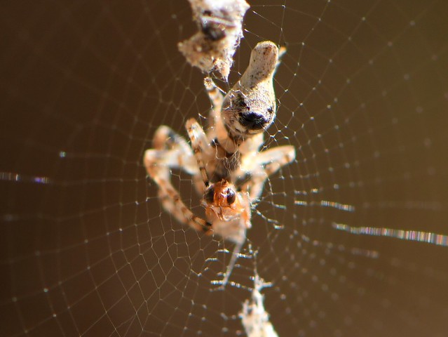 Trashline Orb Weaver spider with prey