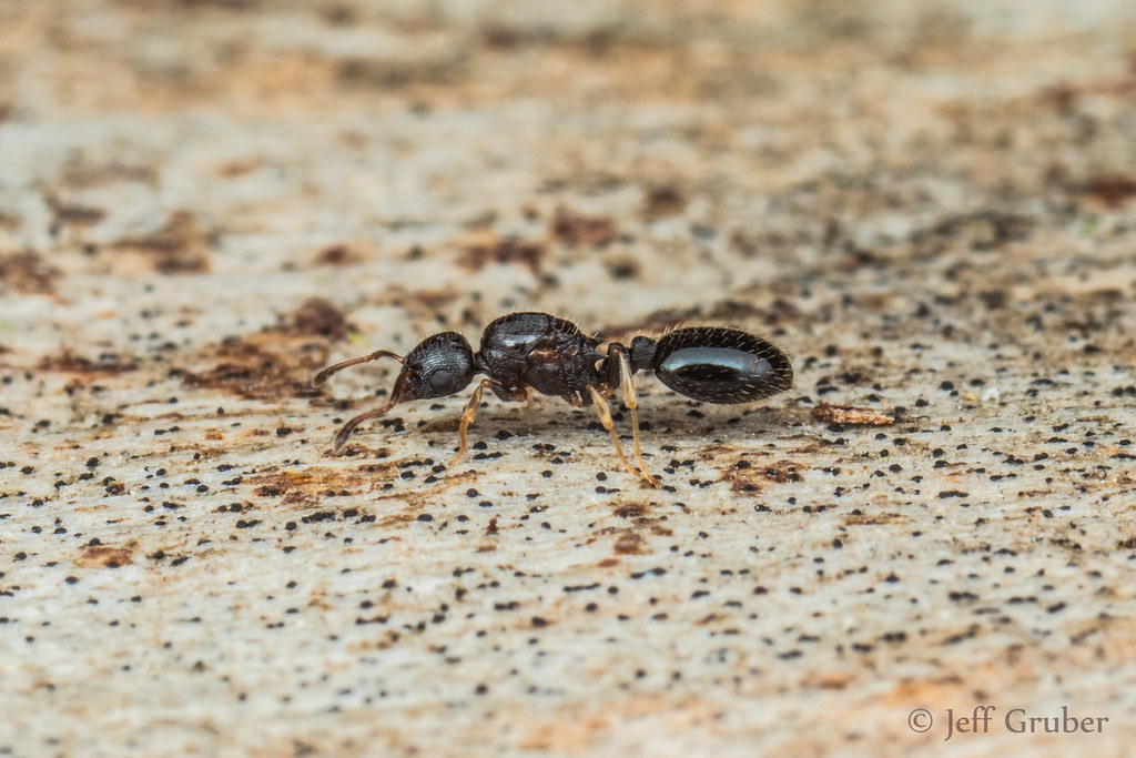 Ant (Temnothorax longispinosus)