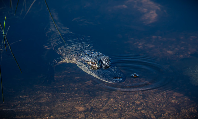 Juvenile Alligator-Justing Hanging Out