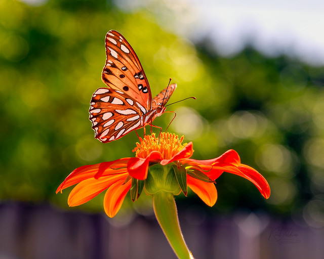 Orange You Glad to See Me? A Gulf Fritillary on a Mexican Sunflower!