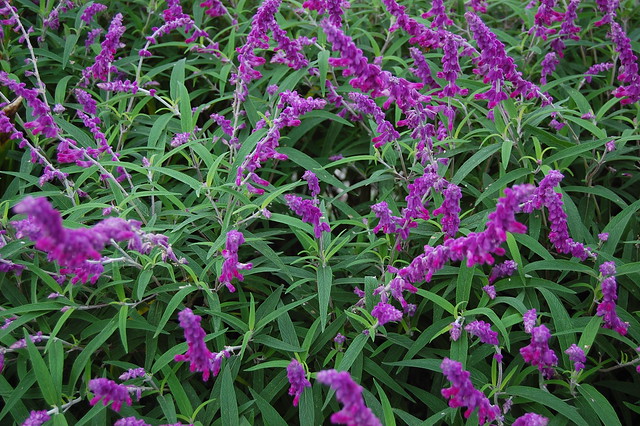 Purple Salvia