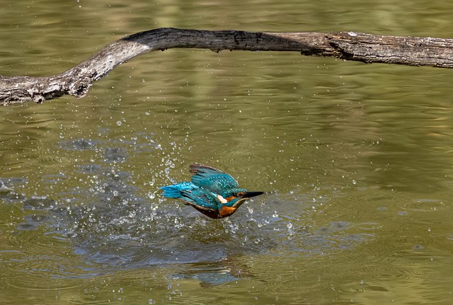 Blauet comu - Martin pescador comun - Common kingfisher - Martin-pêcheur d'Europe - Alcedo atthis