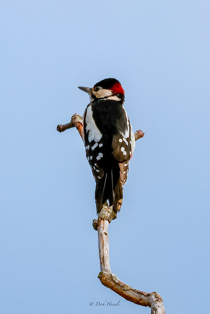 Grote Bonte Specht | Great Spotted Woodpecker | Buntspecht, (Dendrocopos major)