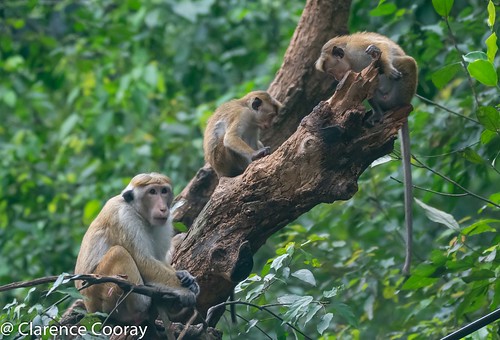 toque macaque mammal malsiripura