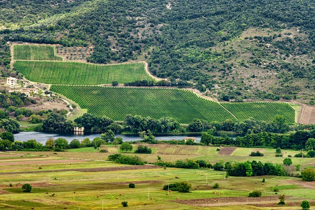 The vineyards of Capodacqua