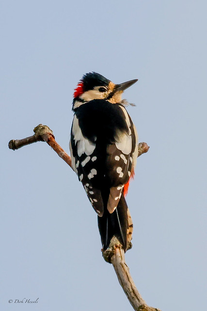 Grote Bonte Specht | Great Spotted Woodpecker | Buntspecht, (Dendrocopos major)