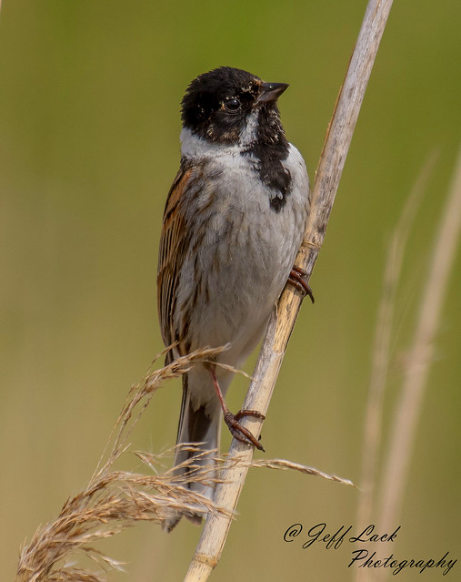 DSC0425  Reed Bunting...