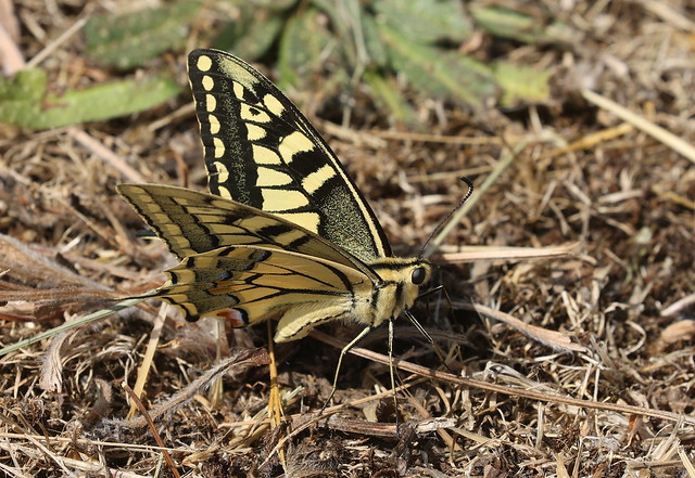 Svalehale (Common Swallowtail / Papilio machaon)