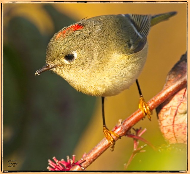 Ruby-crowned Kinglet Up-close 10_19_23
